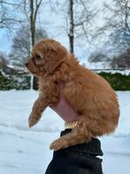 Maltipoo pups, maltezer x toy poedel, Dieren en Toebehoren, Honden | Chihuahua's en Gezelschapshonden, Nederland, Overige rassen