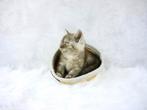 Prachtige raszuivere Britse korthaar kittens, Dieren en Toebehoren, Ontwormd, Meerdere dieren, 0 tot 2 jaar