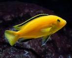 labidochromis caruleus yellow gezocht, Dieren en Toebehoren, Vissen | Aquariumvissen, Vis, Zoetwatervis, Schoolvis