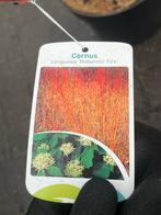 Cornus sanguinea 'Midwinter Fire' - Sierheester, Ophalen, Overige soorten, 100 tot 250 cm
