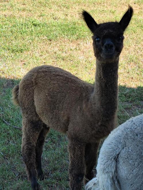 Jonge Alpaca merrie, Dieren en Toebehoren, Overige Dieren, Vrouwelijk, Oktober