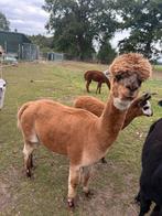 Alpaca merrie, Mei, Vrouwelijk