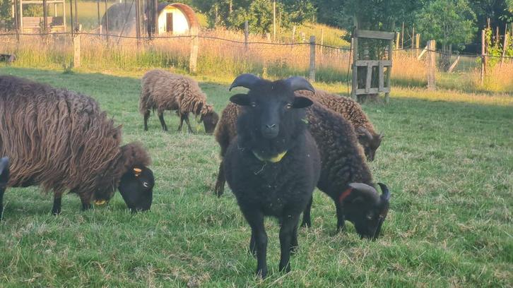 Mooie Ouessant rammetjes (met afstammingspapieren) - België, Dieren en Toebehoren, Schapen, Geiten en Varkens, Schaap, Mannelijk