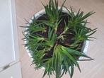 Vetplanten met grote pot te koop!, Huis en Inrichting, Ophalen, Overige soorten, Minder dan 100 cm