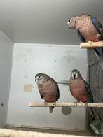 3 poppen bourke parkieten, Dieren en Toebehoren, Vogels | Parkieten en Papegaaien, Vrouwelijk, Parkiet