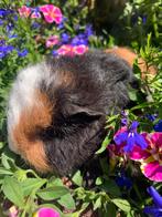 Superlieve Ch teddy cavia’s!, Meerdere dieren, Cavia, Tam