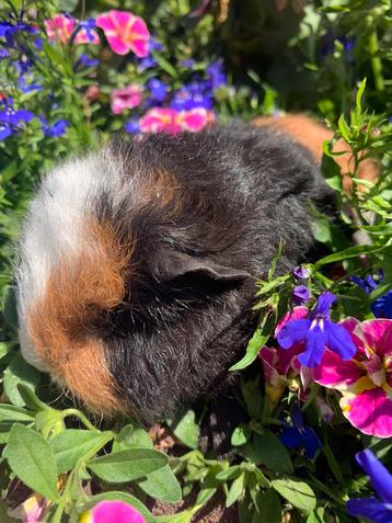 Superlieve Ch teddy cavia’s! beschikbaar voor biedingen