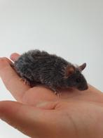 Texel muis, Dieren en Toebehoren, Knaagdieren, April, Muis, Mannelijk, Tam