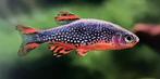 Galexy rasboras, Vis