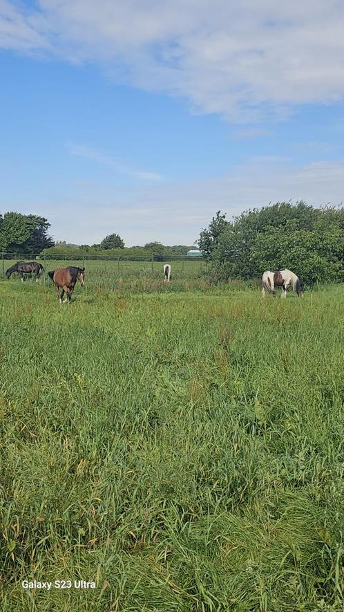 Weidegang, Dieren en Toebehoren, Stalling en Weidegang, Weidegang, 2 of 3 paarden of pony's