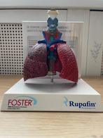 Prachtig anatomisch model van de longen, Ophalen of Verzenden