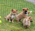 super leuke kruising pups, Dieren en Toebehoren, Honden | Niet-rashonden, Nederland, 8 tot 15 weken, Meerdere, Meerdere dieren