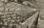 Aalsmeer - Bloemenkas, Ophalen of Verzenden, 1940 tot 1960, Gelopen, Noord-Holland