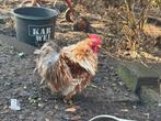 Cochin kriel krulveer okerwit gepareld haantje, Dieren en Toebehoren, Mannelijk, Kip