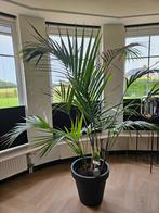 Kentia Palm met pot, Huis en Inrichting, Kamerplanten, Ophalen, Palm, Halfschaduw, In pot