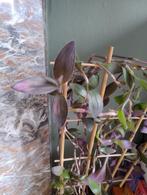 Mooie paarse tradescantia, Ophalen, Overige soorten, Halfschaduw, In pot