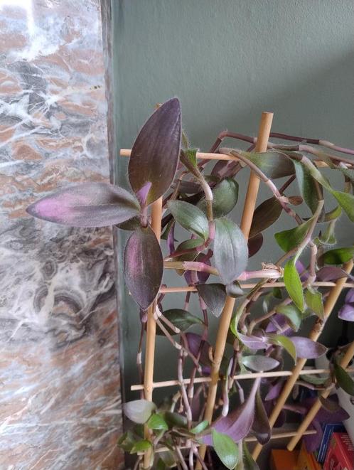 Mooie paarse tradescantia, Huis en Inrichting, Kamerplanten, Overige soorten, Minder dan 100 cm, Groene kamerplant, Halfschaduw