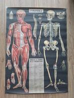 Anatomie poster, Ophalen of Verzenden