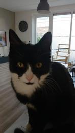 Lieve kitten zoekt warm thuis., Dieren en Toebehoren, Katten en Kittens | Overige Katten, Meerdere dieren