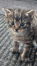 Vrouwtje 12 weken oud, Poes, 0 tot 2 jaar