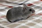 Dwerghamster dwerghamsters Chinees, Dieren en Toebehoren, Knaagdieren, Hamster, Juli, Meerdere dieren, Tam