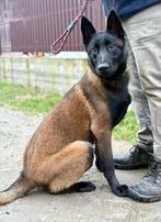 Putina, 15 weken tot 1 jaar, Handelaar, Buitenland, Teef