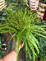 Nephrolepis cordifolia - Hangplant, Ophalen of Verzenden