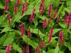 Persicaria amplexicaulis (duizendknoop) rood  XL vaste plant, Overige soorten, Vaste plant, Ophalen of Verzenden, Halfschaduw
