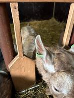 Toggenburger bok, Dieren en Toebehoren, Schapen, Geiten en Varkens, Mannelijk, Geit, 0 tot 2 jaar