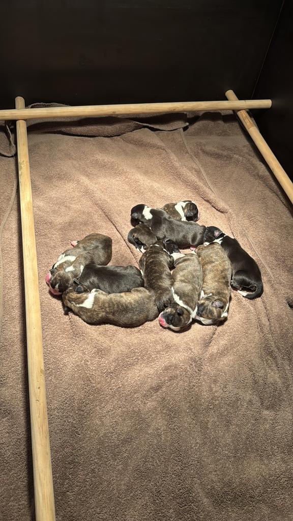 Welsh Corgi Cardigan pups met stamboom, Dieren en Toebehoren, Honden | Herdershonden en Veedrijvers, Meerdere dieren, Overige rassen