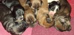 Kruising fox,markiesje,kooiker, Reu, CDV (hondenziekte), 8 tot 15 weken, Eén hond
