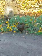 barnevelder goudgezoomd, Dieren en Toebehoren, Vrouwelijk, Kip