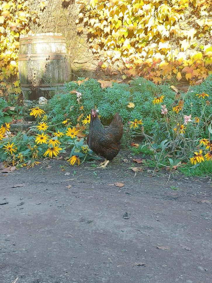 barnevelder goudgezoomd, Dieren en Toebehoren, Pluimvee, Kip, Vrouwelijk