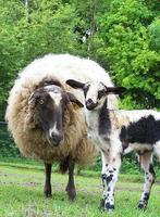 Gezocht groot heideschaap ram, Dieren en Toebehoren, Schapen, Geiten en Varkens, Mannelijk, Schaap