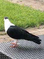 Aghaanse duiven, Dieren en Toebehoren, Vogels | Duiven, Meerdere dieren