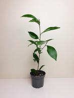 Ginseng Ficus, baby kamerplantje, Huis en Inrichting, Ficus, Ophalen of Verzenden, In pot, Minder dan 100 cm