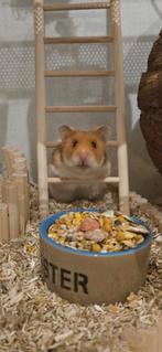 Goudhamster gratis, Dieren en Toebehoren, Februari, Vrouwelijk, Hamster