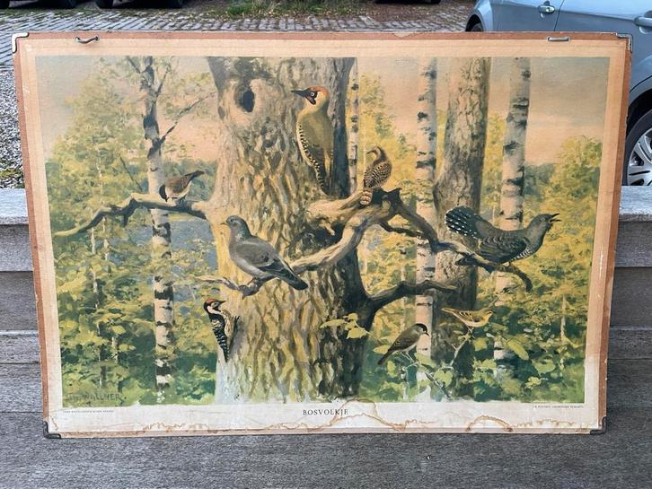 Vintage schoolplaat Bosvolkje (vogels)JB Wolters 101,5x70 cm, Antiek en Kunst, Antiek | Schoolplaten, Natuur en Biologie, Ophalen