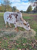 Zeboe koetje, Dieren en Toebehoren, Vrouwelijk, 3 tot 6 jaar