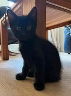 Lieve kitten (poes), Dieren en Toebehoren, 0 tot 2 jaar