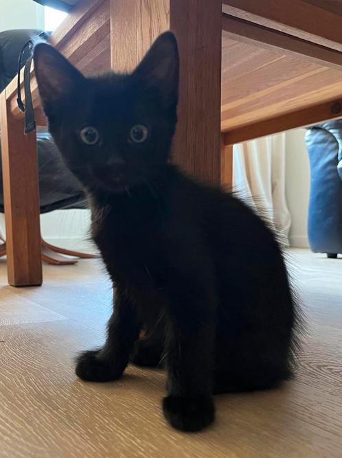 Lieve kitten (poes), Dieren en Toebehoren, Katten en Kittens | Dekkaters, 0 tot 2 jaar