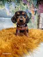 Nog 1 prachtig lief black and tan teefje, CDV (hondenziekte), 8 tot 15 weken, Korthaar, Dwerg