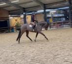 Super brave 7 jarige allrounder sprite😀, Dieren en Toebehoren, Paarden, Merrie, B, 7 tot 10 jaar, 160 tot 165 cm