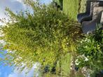 Grote bamboe in bak 2 stuks, Ophalen, Halfschaduw, Overige soorten