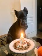 Dog for adoption Cane Corso, Dieren en Toebehoren, Particulier, Overige rassen, Buitenland, Teef