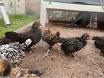 Javaanse kriel 4 hennen en 1 haantje. De zwarte kippen., Dieren en Toebehoren, Pluimvee, Meerdere dieren, Kip