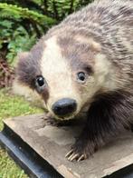 Prachtige Vintage Vriendelijke Das Taxidermie Mancave c42, Ophalen, Gebruikt, Wild dier, Opgezet dier
