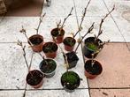 Zoete Muscaat druiven plant, Vaste plant, Herfst, Fruitplanten, Ophalen of Verzenden