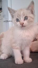 2 super mooie poesjes, Dieren en Toebehoren, Katten en Kittens | Raskatten | Langhaar, Poes, Ontwormd, 0 tot 2 jaar