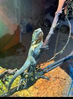 Kraaghagedis, Dieren en Toebehoren, Reptielen en Amfibieën, Hagedis, Tam, 3 tot 6 jaar